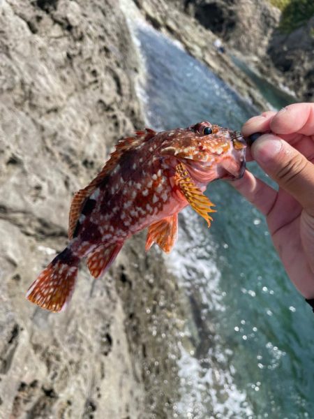 夏イカ