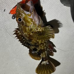 ボートアコウ