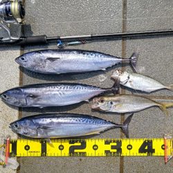 ソウダガツオ狙い