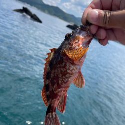 夏イカ
