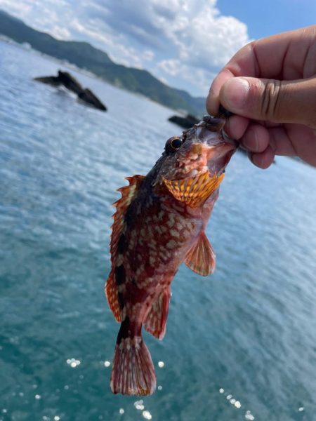 夏イカ