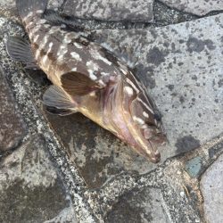 タコ
