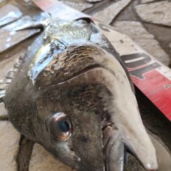 チヌ釣り