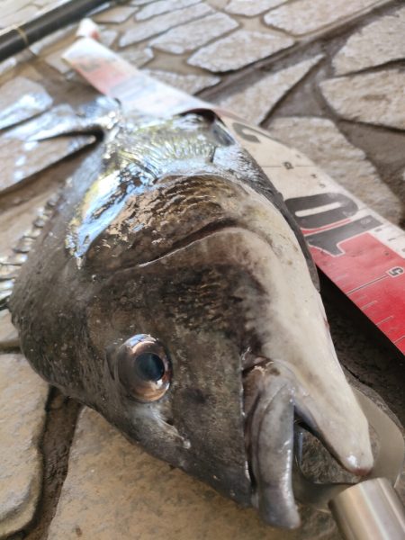 チヌ釣り