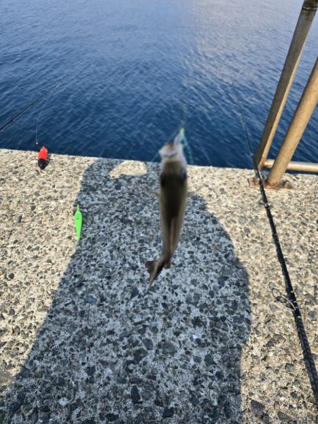 小浦一文字で小物六目釣り…
