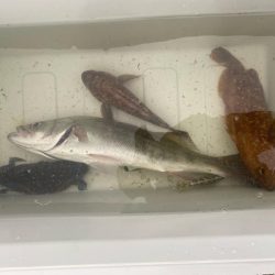 シーバスと根魚