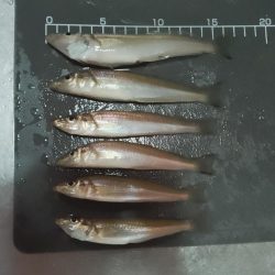 キス釣り