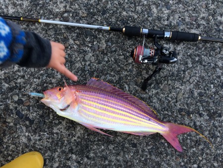 ショアからイトヨリ４０ｃｍ 三重県 二木島 その他ルアー釣り 陸っぱり 釣り 魚釣り 釣果情報サイト カンパリ