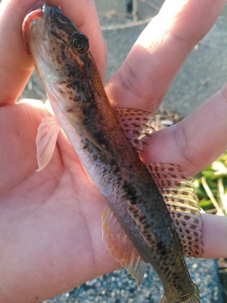 小物釣り