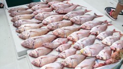 タイラバ船の海豚 釣果