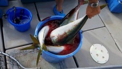 つれ鷹丸 釣果