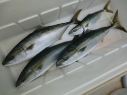 ＢＩＧ－ＯＮＥ 釣果