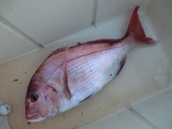 ＢＩＧ－ＯＮＥ 釣果