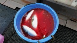 つれ鷹丸 釣果