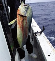 なぎさ丸 釣果