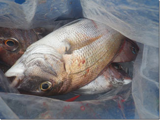 からこと丸 釣果