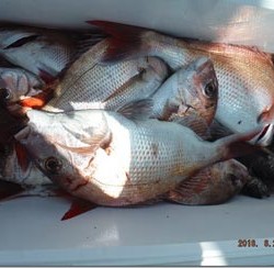 からこと丸 釣果