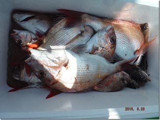 からこと丸 釣果